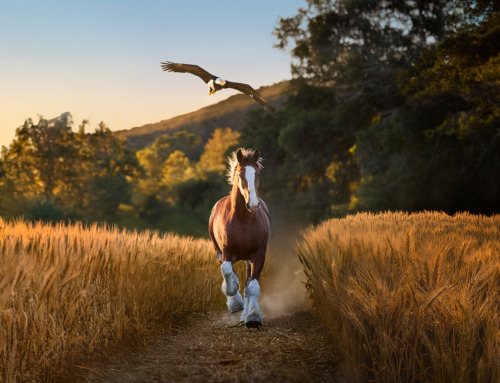 Budweiser: bald eagle meets Clydesdale in the Super
Bowl