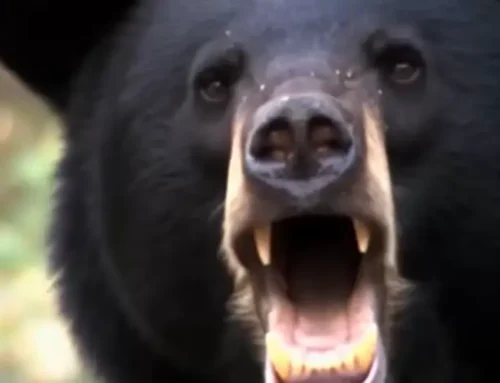 Super Bowl’s sh*ttiest ad is by adam&eveTBWA for
Columbia