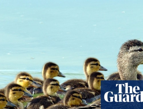 Our ducks get the royal treatment too | Brief
letters
