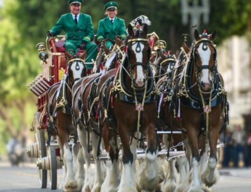 In Its Summer Campaign, Budweiser Waves the Flag — A
Lot
