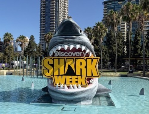 How Shark Week Continues to Make a Big Marketing Splash Year
After Year