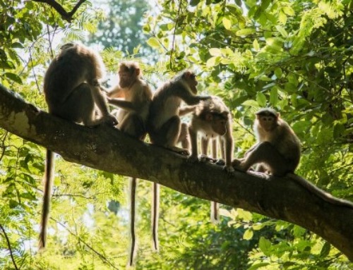 What Primates Can Teach Us About Social Media
Marketing