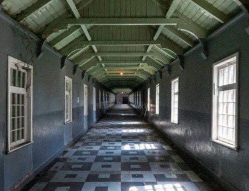 Madra Salach – Ribbon Factory